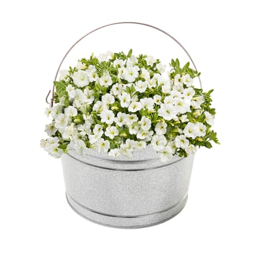 Behrens 4.25 Gallon Galvanized Steel Pail (1 Pail) - style: 1 Pail
