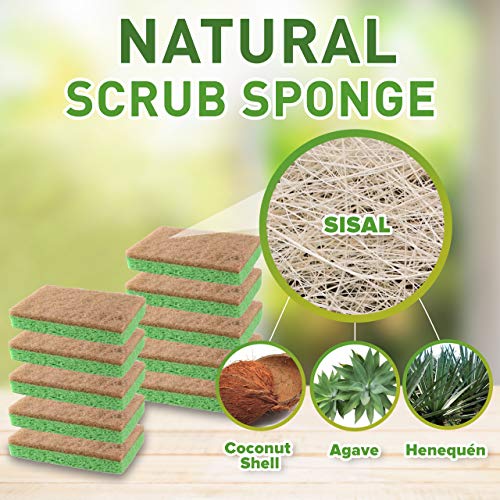 SCRUBIT 24 Pack Natural Sponges - Biodegradable Compostable Cellulose and Coconut Natural Sponges for Dishes, Eco Friendly Non Toxic Kitchen Sponge - size: 24 Count (Pack of 1)